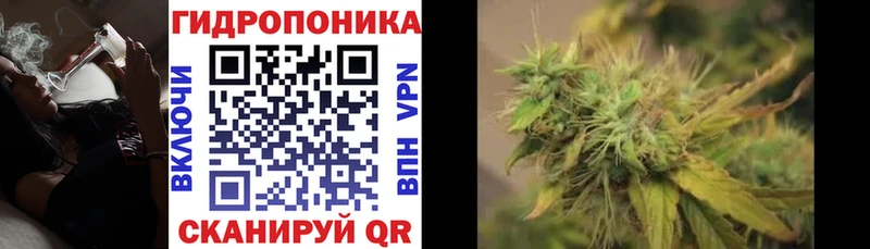 Канабис гибрид Стародуб